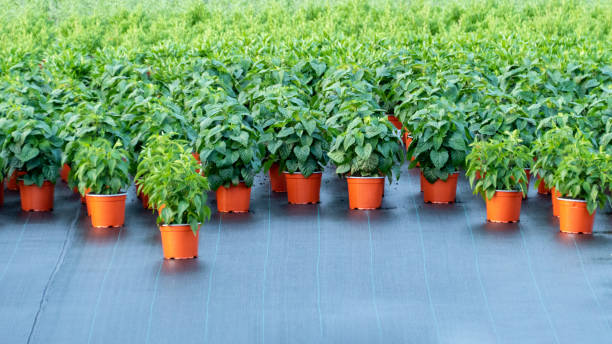 گلدان پلاستیکی 40 * 40