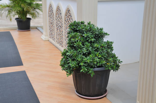 گلدان پلاستیکی حیاط