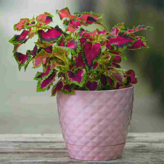 گلدان های پلاستیکی بزرگ