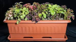 گلدان های پلاستیکی بزرگ