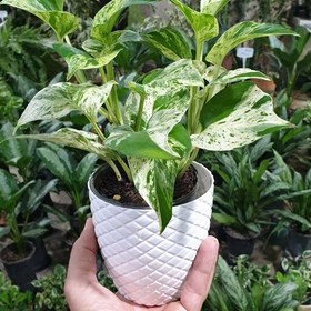 گلدان پلاستیکی آناناسی