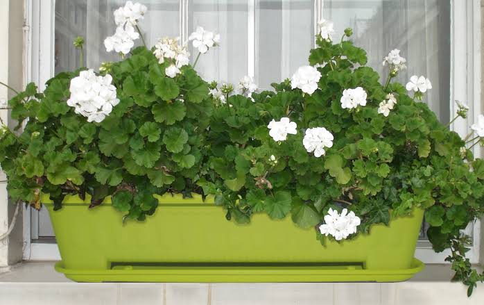 گلدان پلاستیکی ارزان